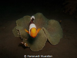 Clownfish share anemone with differents friends by Hansruedi Wuersten 